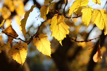 Autumn background with details of yellow leaves on a tree in sunlight
