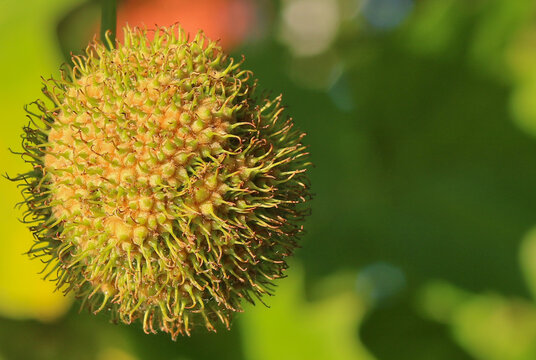 Close-up of sycamore fruit - green ball