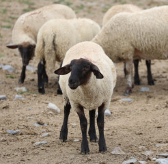 Fototapeta premium flock of many SUFFOLK breed sheep with BLACK legs and head grazing
