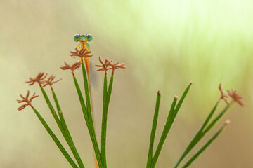 The Story of  Beautiful Damselflies