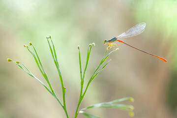The Story of  Beautiful Damselflies