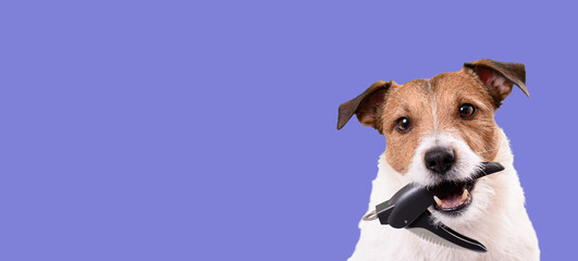 Dog grooming background with small dog holding nail clipper in mouth - obrazy, fototapety, plakaty