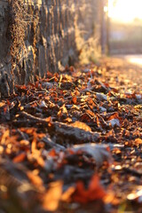 fond d'écran, ambiance, perspective, automne, automnal, feuille, chute, nature, brun, rouge, parc, arbre, saison, vert, jaune, macro, orange, bois, plante, couleur, naturel, gros plan, érables