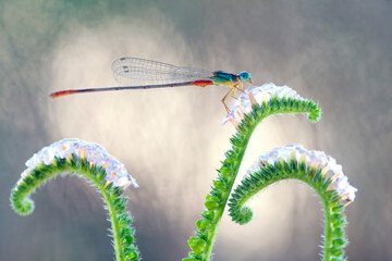 The Story of  Beautiful Damselflies