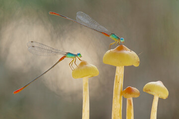 The Story of  Beautiful Damselflies