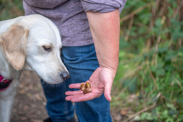 Young golden retriever dog smelling acorns in owners hand 