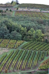 Fototapeta na wymiar automne, couleur, vignoble, paysage, vin, nature, champ, campagne, rural, Italie, pays, arbre, raisin, colline, vigne, voyage