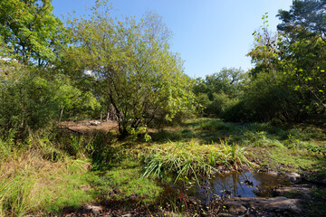 Fairies pond without water, ,climate change in Fontainebleau forest