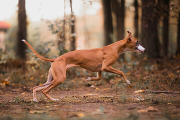 Chart angielski whippet biegnie przed siebie © ZiraPhoto