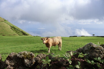 Vache blonde dans un pré à la montagne avec nuages en arrière plan