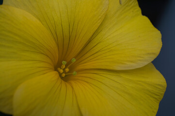 オオキバナカタバミ