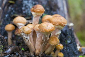 Edible honey mushrooms grow on an old stump.