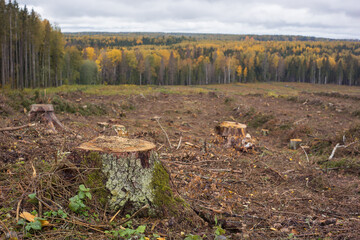 Stumps in the place of the felled forest. Big cutting.