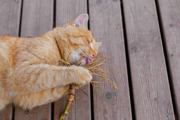 Red cat nibbles on a valerian root.