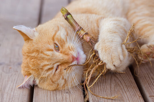 Funny red cat nibbles on a valerian root.