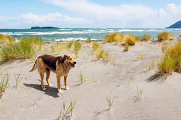 perro en la playa