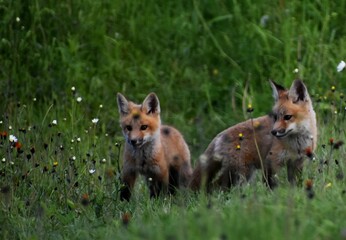 Young foxes in a field, Sainte-Apolline, Québec, Canada