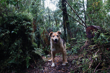perro en sendero en el bosque