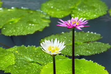 White lotus blooming in the pond and green lotus leaf with water droplets after rain