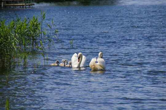 A swan family is swimming in Stienitz lake (Stienitzsee), federal state Brandenburg, Germany