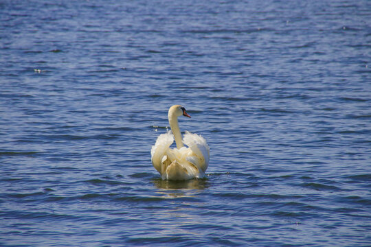 A majestic swan in Stienitz lake (Stienitzsee), federal state Brandenburg, Germany