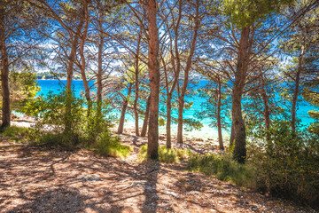 Idyllic turquoise beach view through pine trees in Zadar riviera