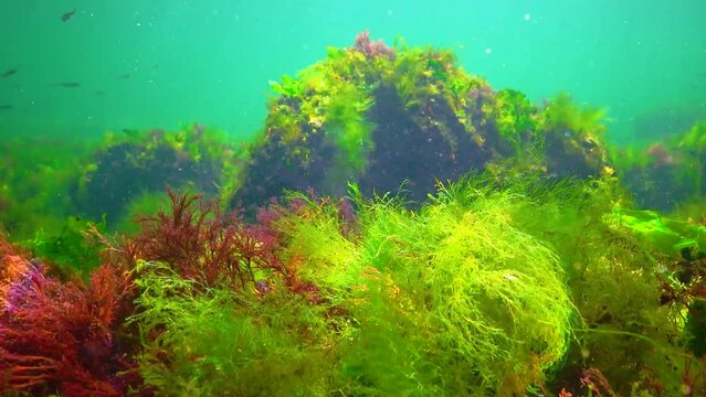 Green and red algae on underwater rocks (Enteromorpha, Ulva, Ceramium, Polisiphonia), Black Sea