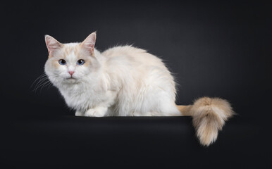 Pretty young blue tortie Ragdoll cat, laying down side ways on edge. Looking towards camera with blue eyes. Isolated on a black background.