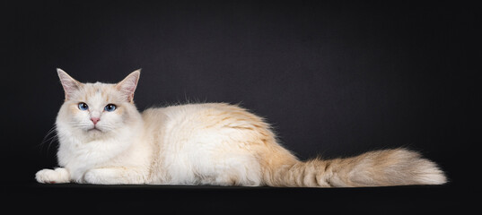 Pretty young blue tortie Ragdoll cat, laying down side ways. Looking towards camera with blue eyes....