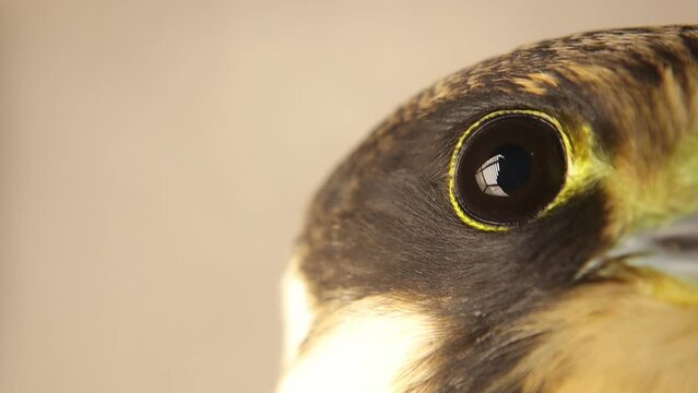 Falcon eye close-up.
Eurasian hobby (subgenus Hypotriorchis).
It's noted birds have a translucent nictitating membrane, called a &ldquo;third eyelid&rdquo;. This membrane closes across the eye from front to back