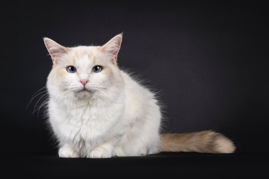 Pretty young blue tortie Ragdoll cat, laying down facing front. Looking towards camera with blue eyes. Isolated on a black background.