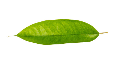 green leaf isolated and save as to PNG file