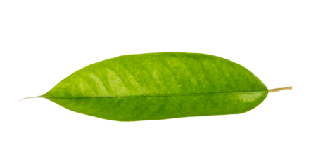 green leaf isolated and save as to PNG file