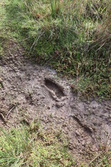 Trace de pas dans la boue empreinte de chaussure