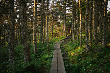 Trail through a beautiful forest, Outer Cove, Newfoundland and Labrador, Canada