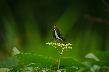 ヤブガラシの蜜を吸うアオスジアゲハ