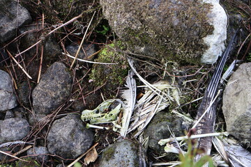 Squelette d'oiseau  sur des rochers avec plumes