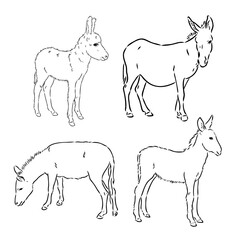 Sketch of donkey Hand drawn illustration donkey vector