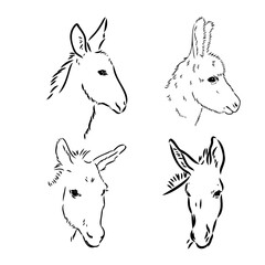 Sketch of donkey Hand drawn illustration donkey vector