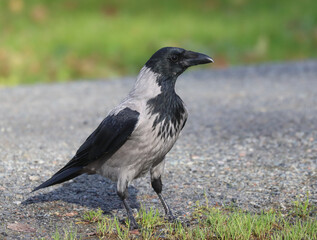 Hooded crow