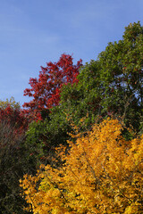 3 trees with colorful autumn leaves, red, yellow, green in Berlin - Germany
