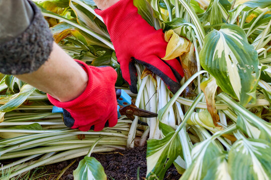 Pruning perennials. Autumn work in the garden. Gloved hands, secateurs, Khosta