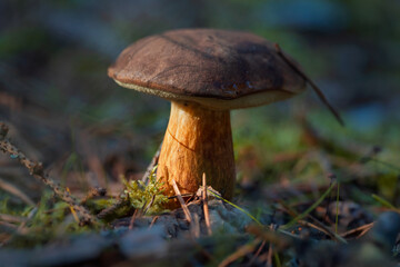 Fototapeta premium Edible mushroom bay bolete (Imleria badia) in the natural environment. Close up view of brown mushroom growing in forest on a sunny day. Czech Republic