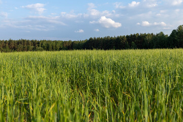 An agricultural field where ripening cereals grow