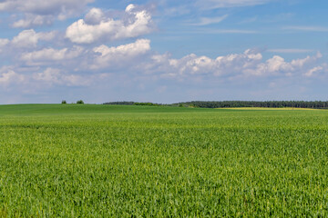 Fototapeta premium An agricultural field where green cereals grow