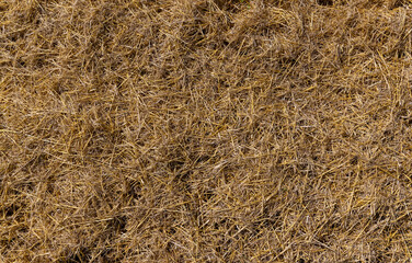 Fototapeta na wymiar Yellow-golden straw in the field after harvesting