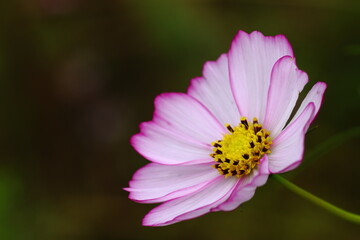 Obraz premium コスモス マクロ