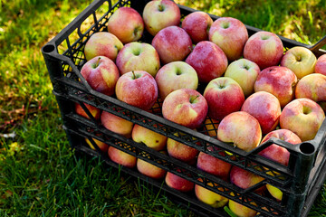 Harvest of fresh organic red apples in the black boxes, harvest, local market or supermarket, Ukraine apples.