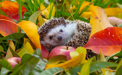 Hedgehog in the garden - nice autumnal picture