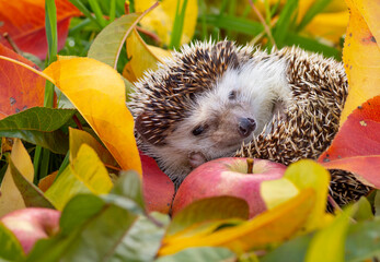 Hedgehog in the garden - nice autumnal picture